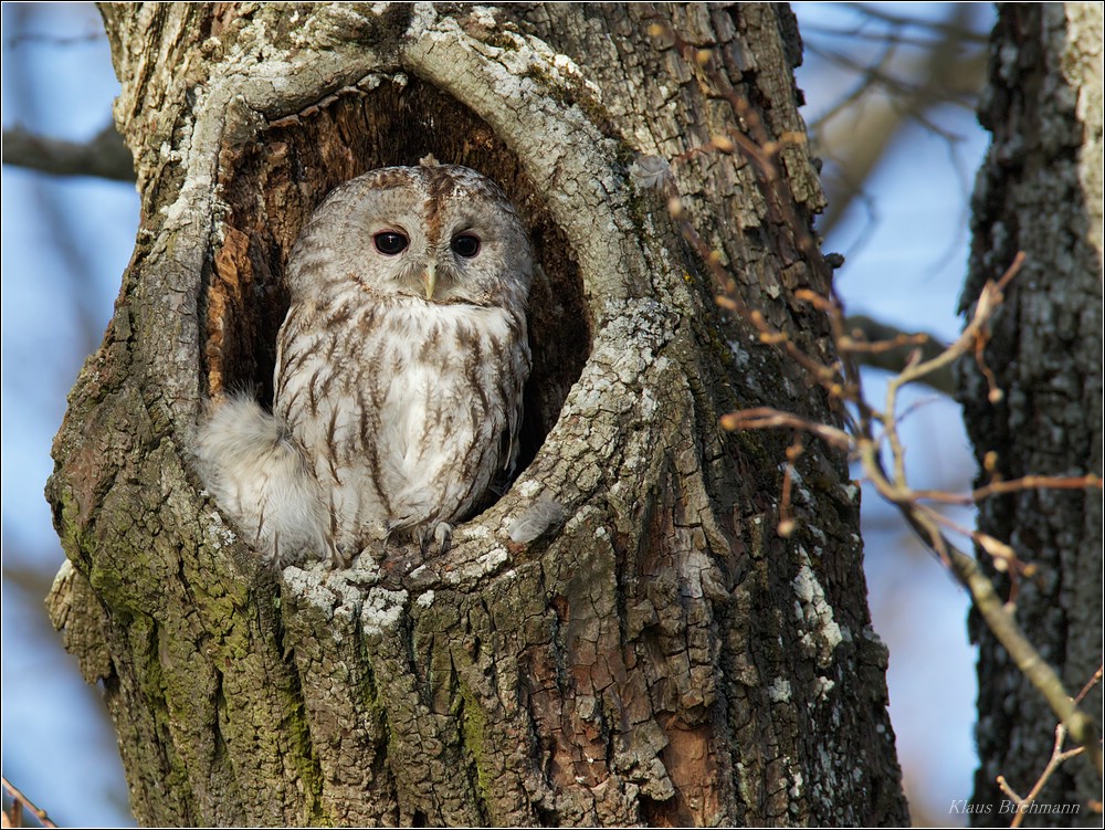 Waldkauz Foto & Bild | tiere, wildlife, wild lebende vögel Bilder auf fotocommunity