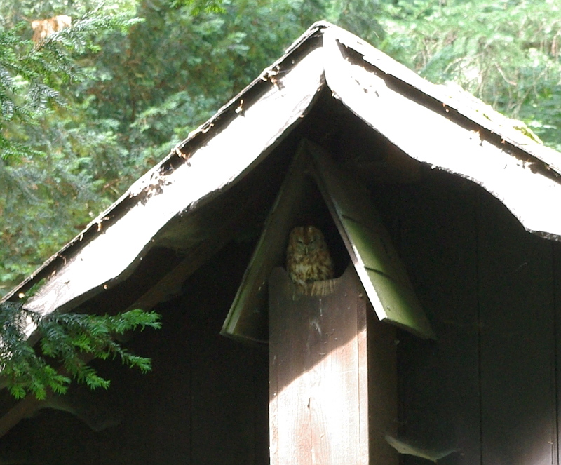 Waldkauz