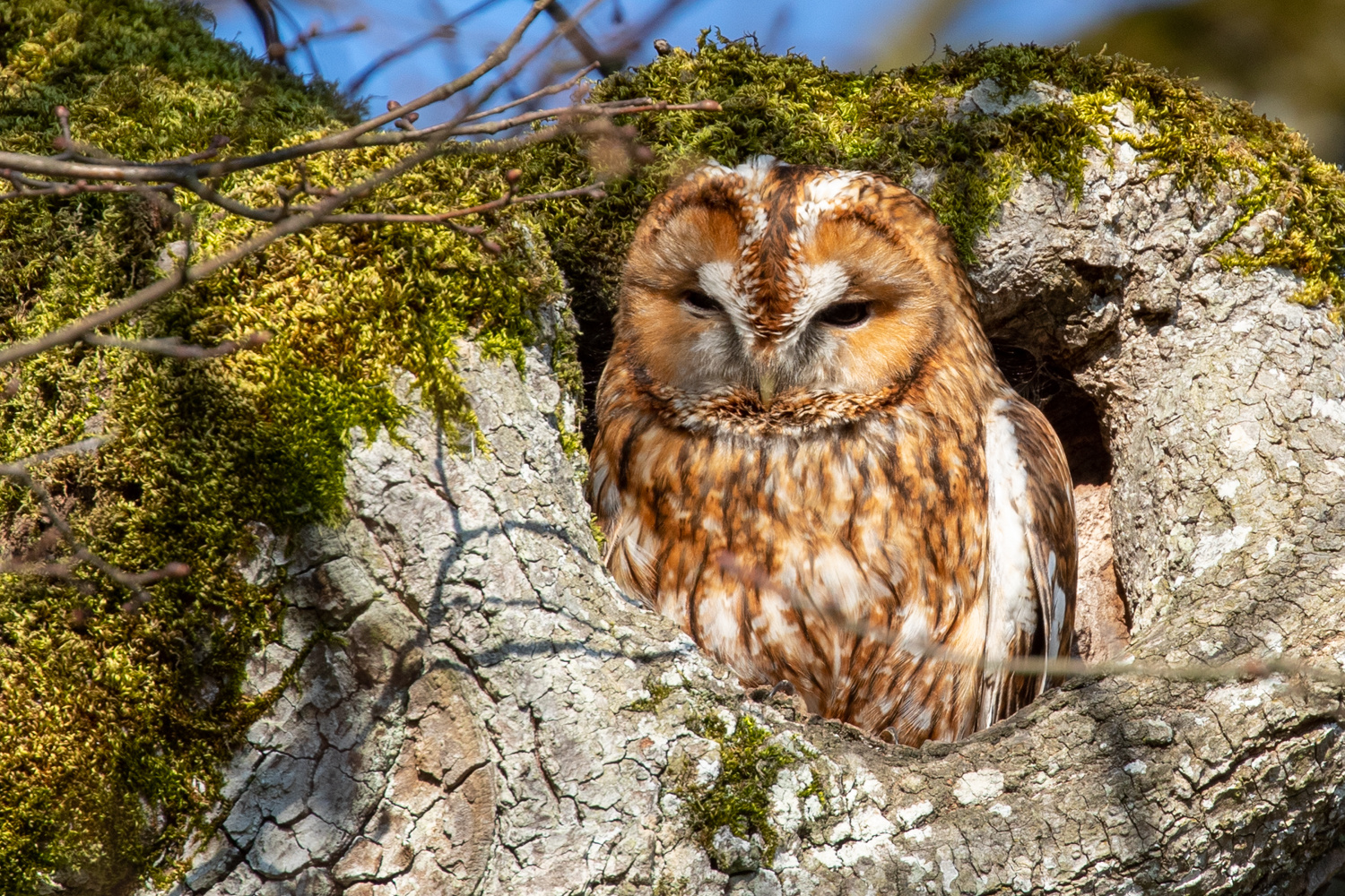 Waldkauz geniesst die Sonne