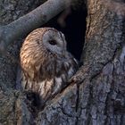 Waldkauz  - gleich geht es wieder los zur Jagd