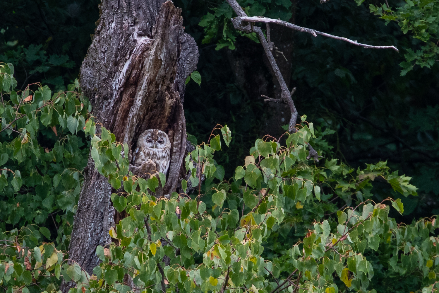 Waldkauz gut versteckt