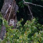 Waldkauz gut versteckt