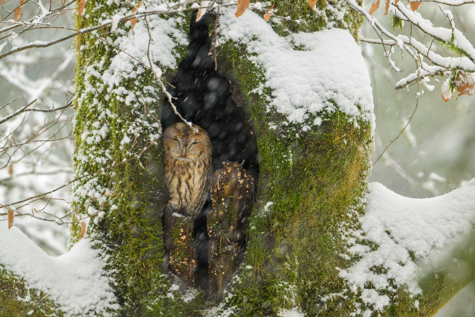 Waldkauz im ersten Schnee