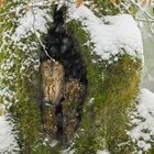 Waldkauz im ersten Schnee