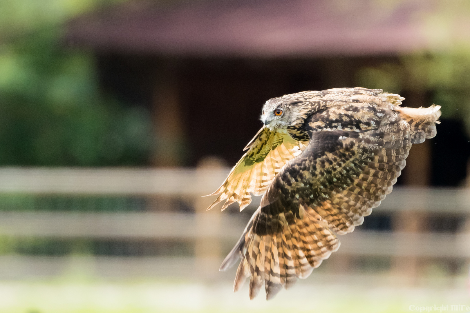 Waldkauz im Flug