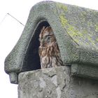 Waldkauz im Kamin