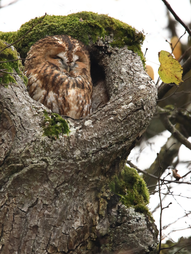 Waldkauz im Schlosspark Nymphenburg