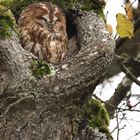 Waldkauz im Schlosspark Nymphenburg