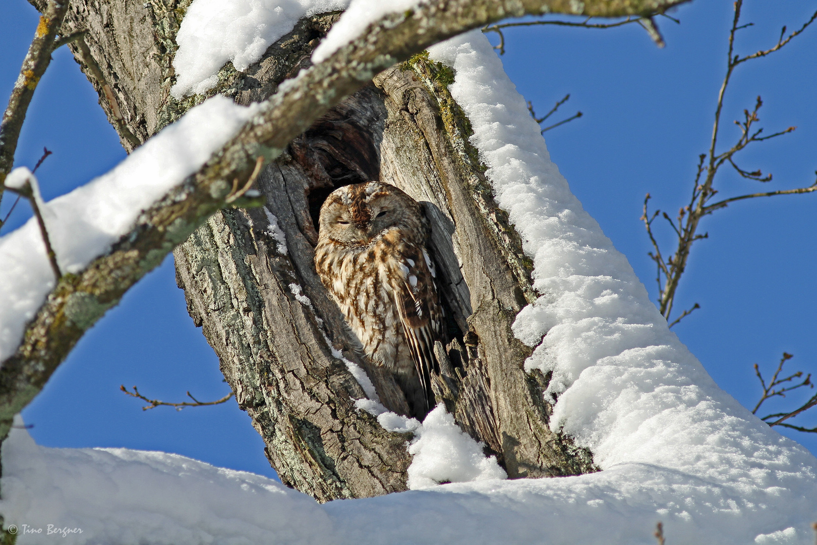 Waldkauz im Schnee