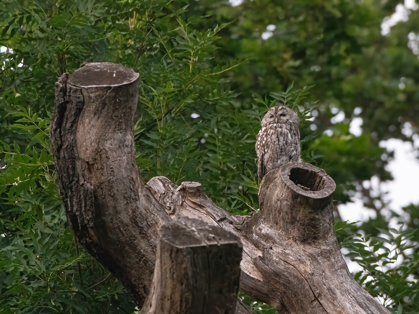 Waldkauz im Stadtpark