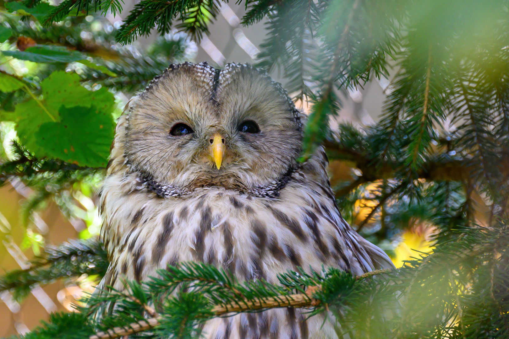 Waldkauz im Wildtierpark Goldau (CH)