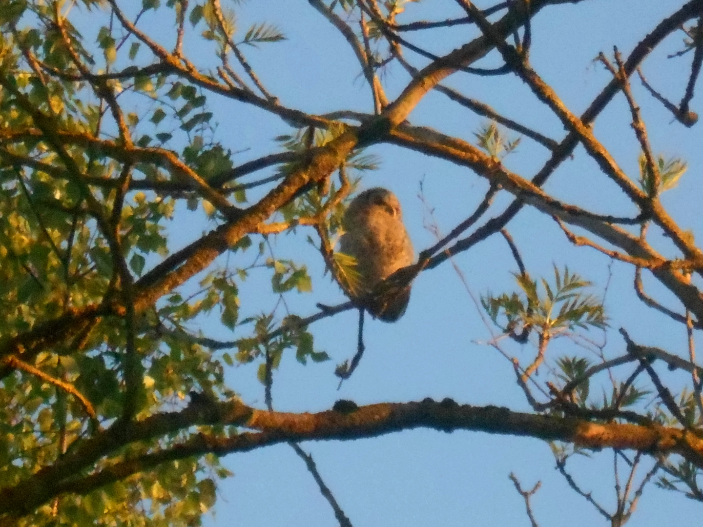 Waldkauz in der Abendsonne