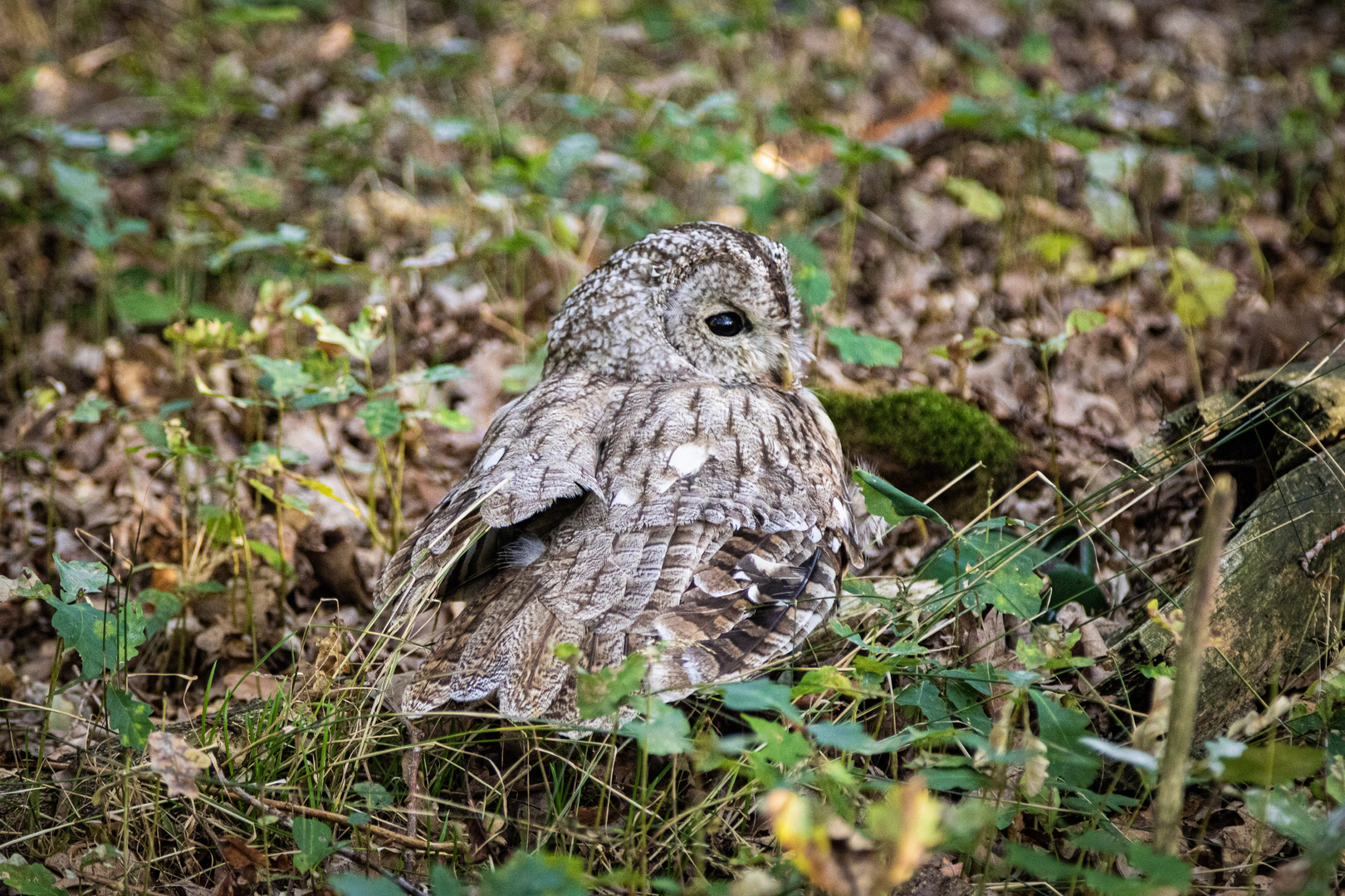 Waldkauz in Not 1