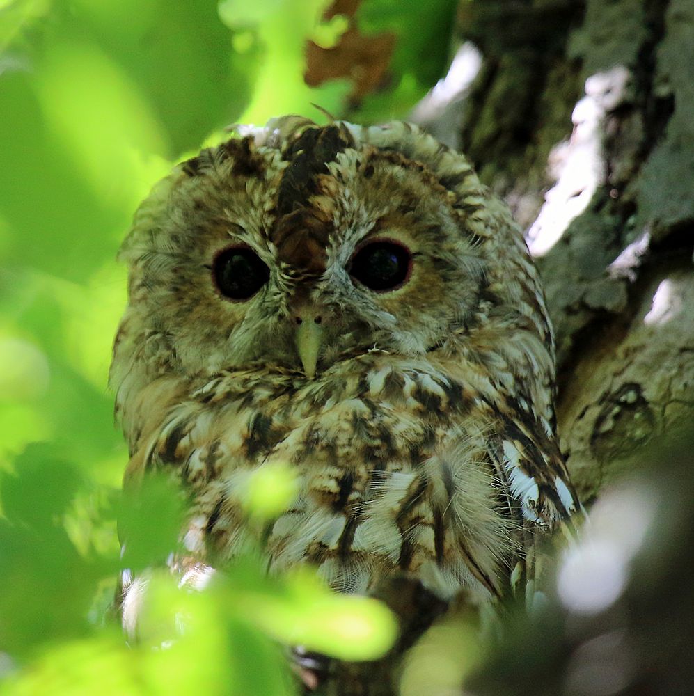 Waldkauz "Jani" lebt im Nymphenburger Schlosspark.