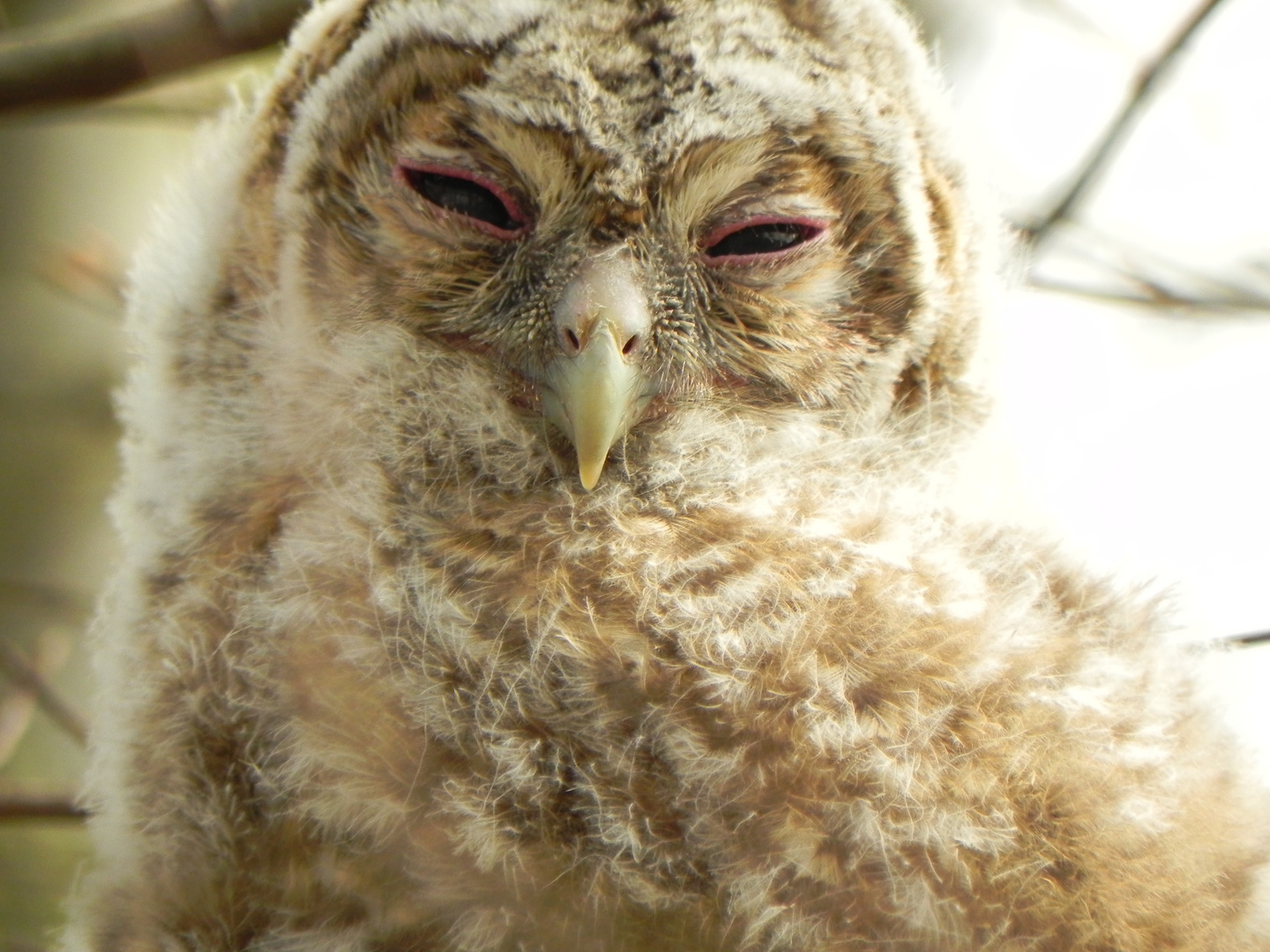 Waldkauz Jungvogel