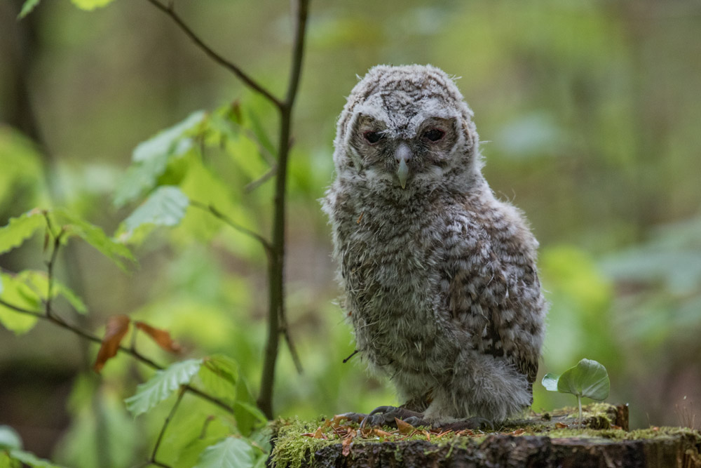 Waldkauz Jungvogel