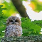 Waldkauz Jungvogel