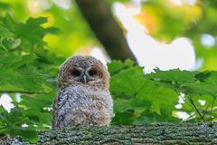 Waldkauz Jungvogel