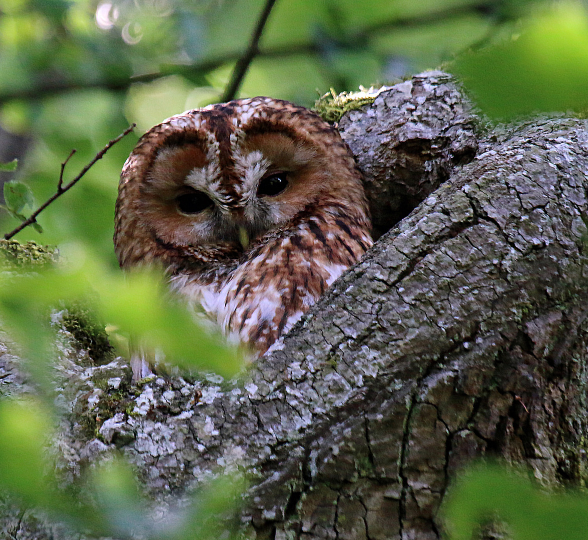 Waldkauz "Kanali" im Nymphenburg Schloßpark