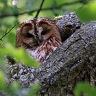 Waldkauz "Kanali" im Nymphenburg Schloßpark