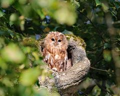 Waldkauz Kanali - Wildtiere in München