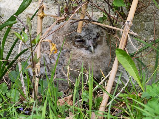 Waldkauz-Kleiner blinzelt.