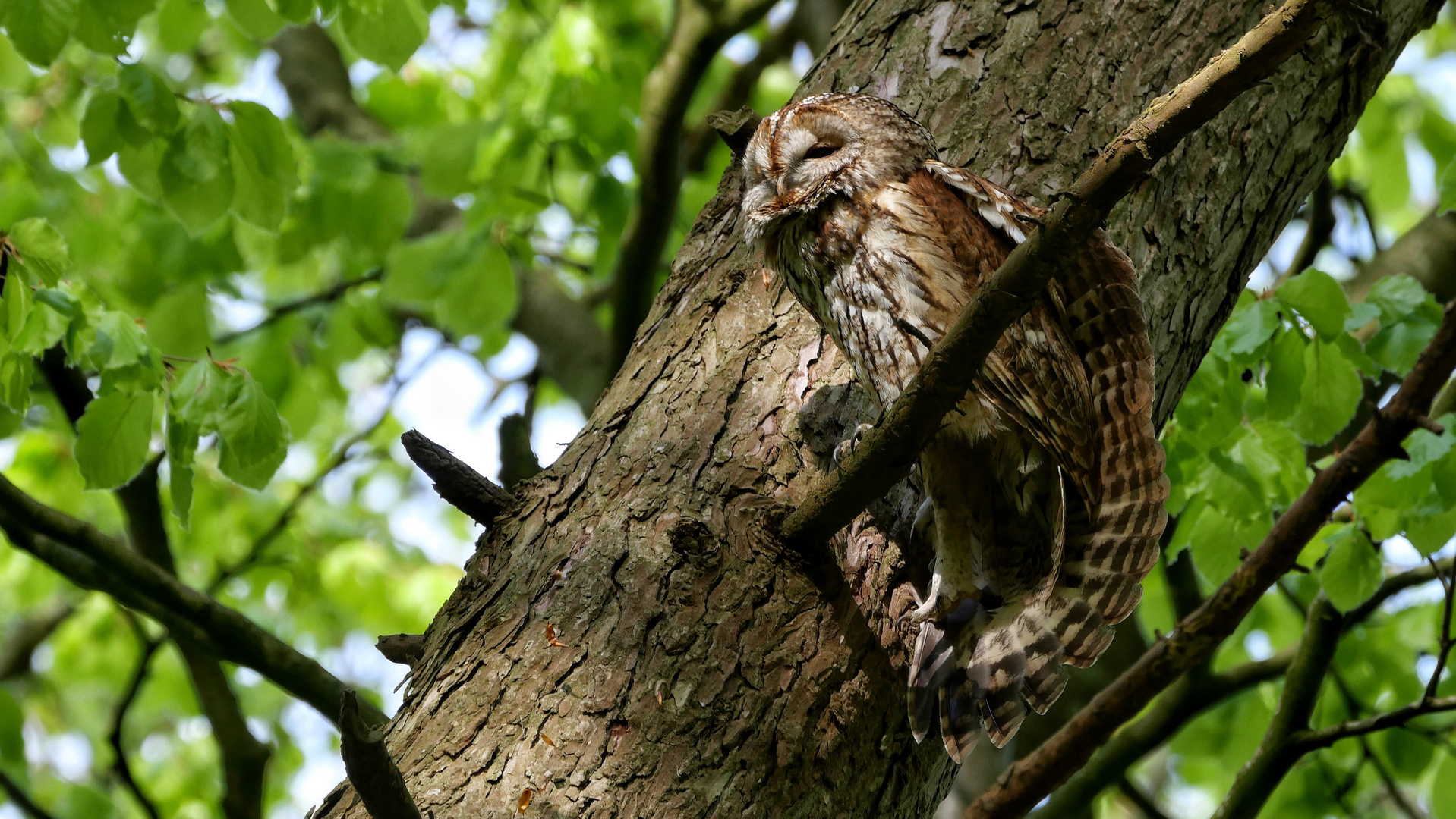 Waldkauz muß sich erstmal strecken