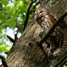 Waldkauz muß sich erstmal strecken