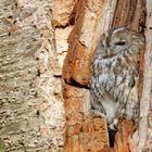 Waldkauz nach Tip von Stephan abgelichtet