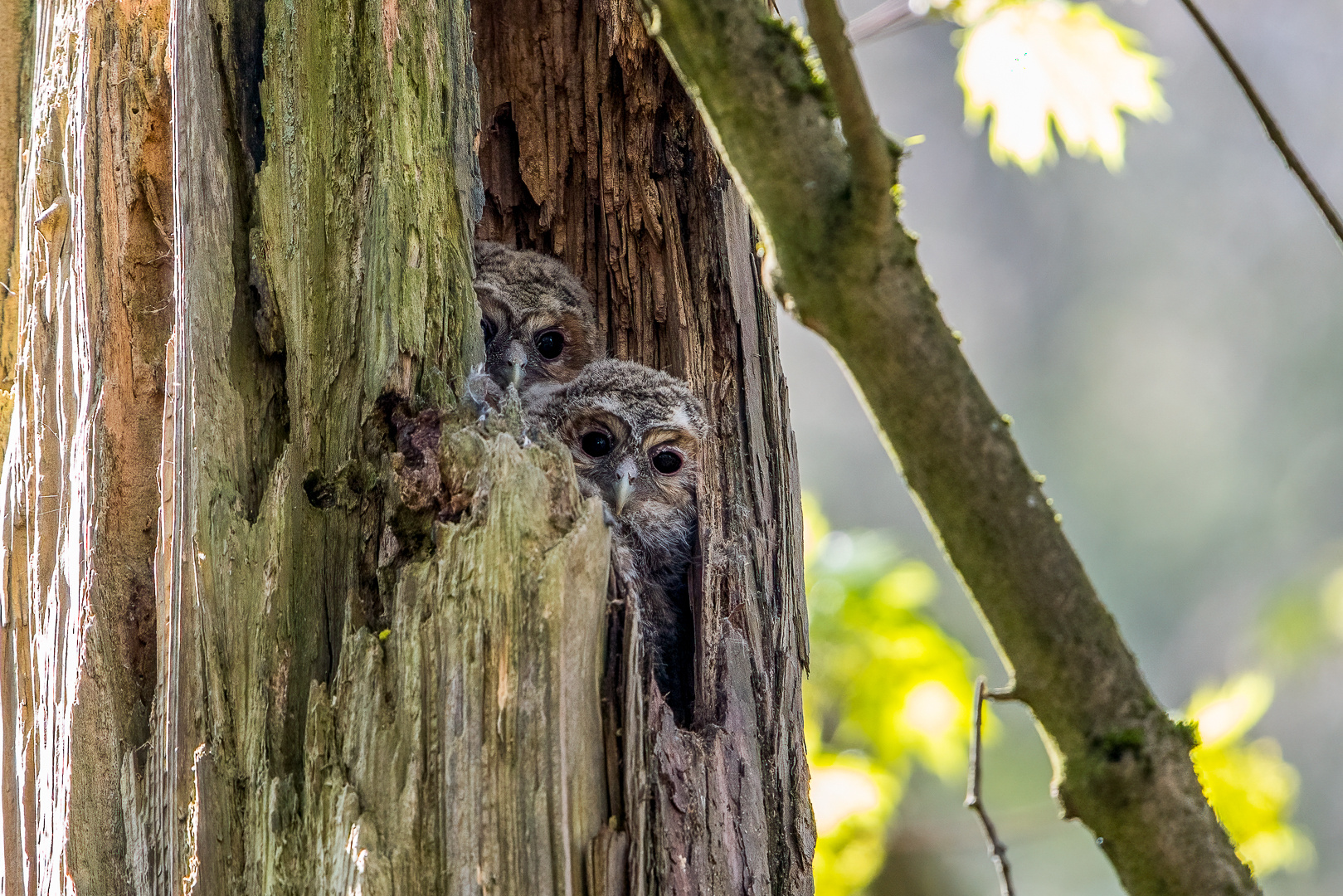 Waldkauz Nachwuchs