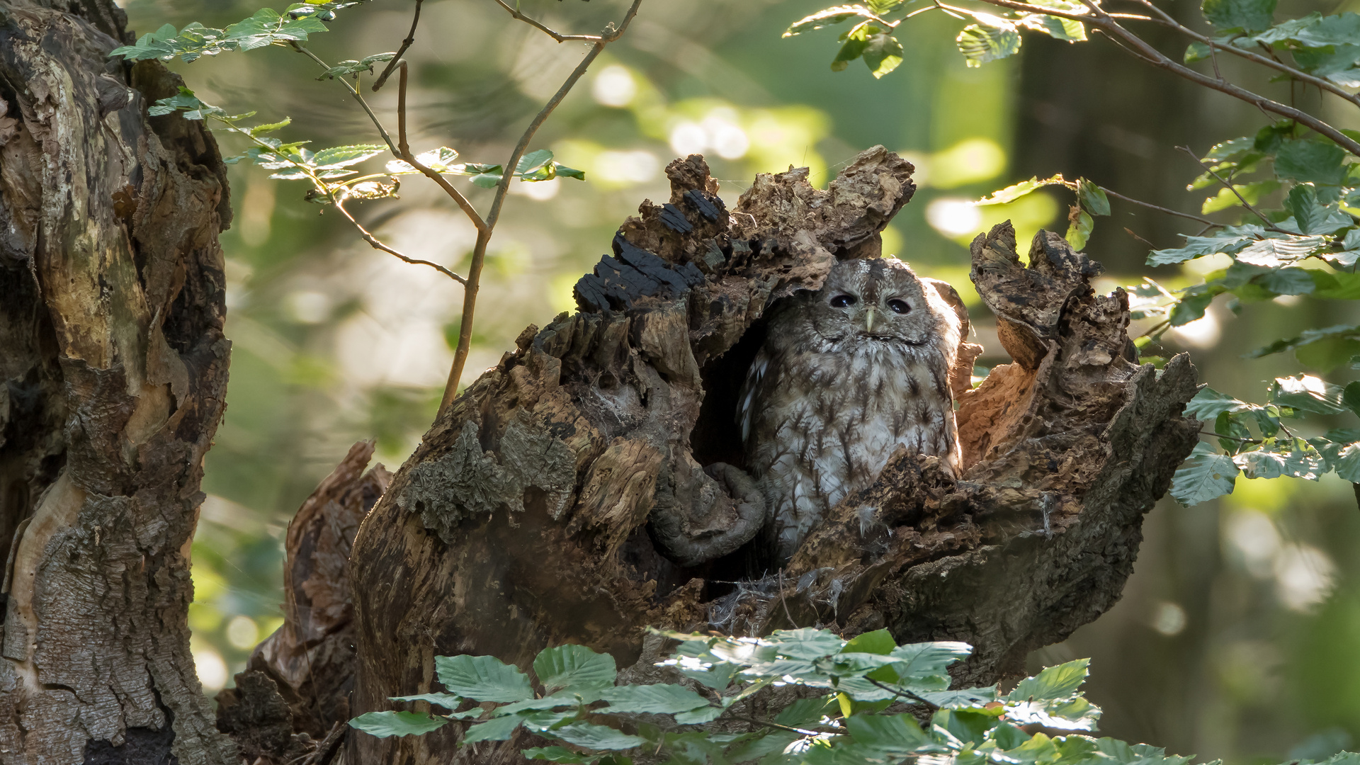 Waldkauz Norbert aus Nettetal