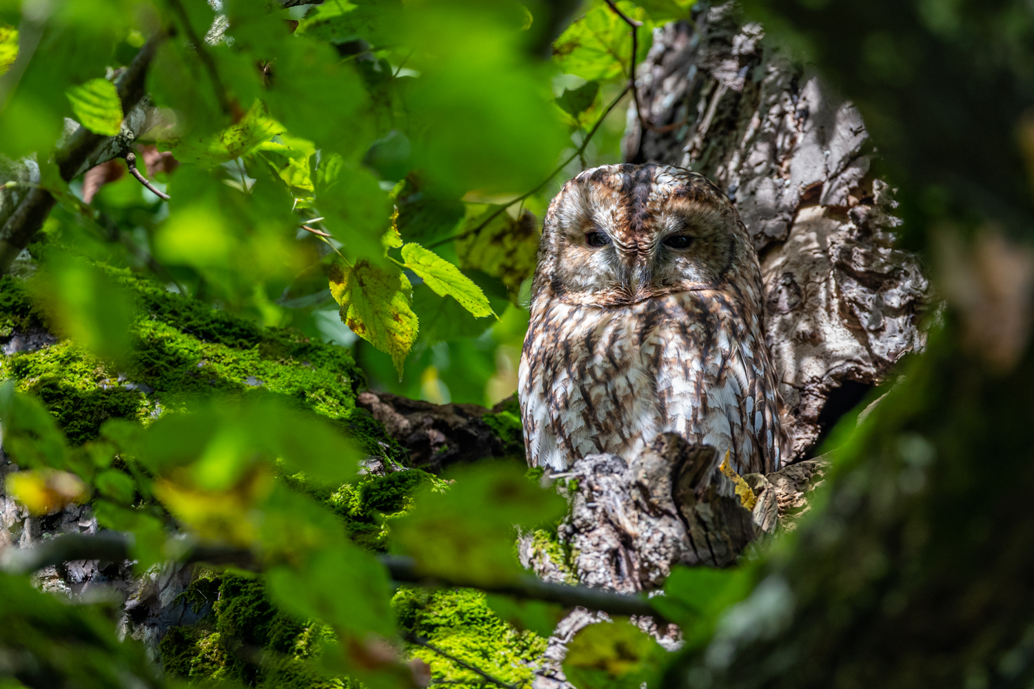 Waldkauz sehr versteckt