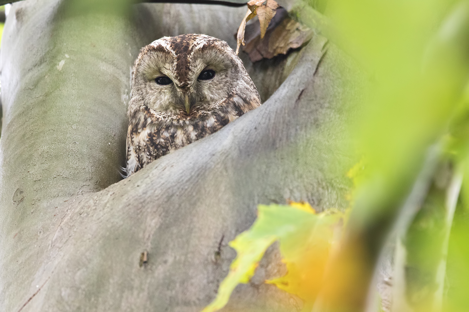 Waldkauz (Strix aluco)