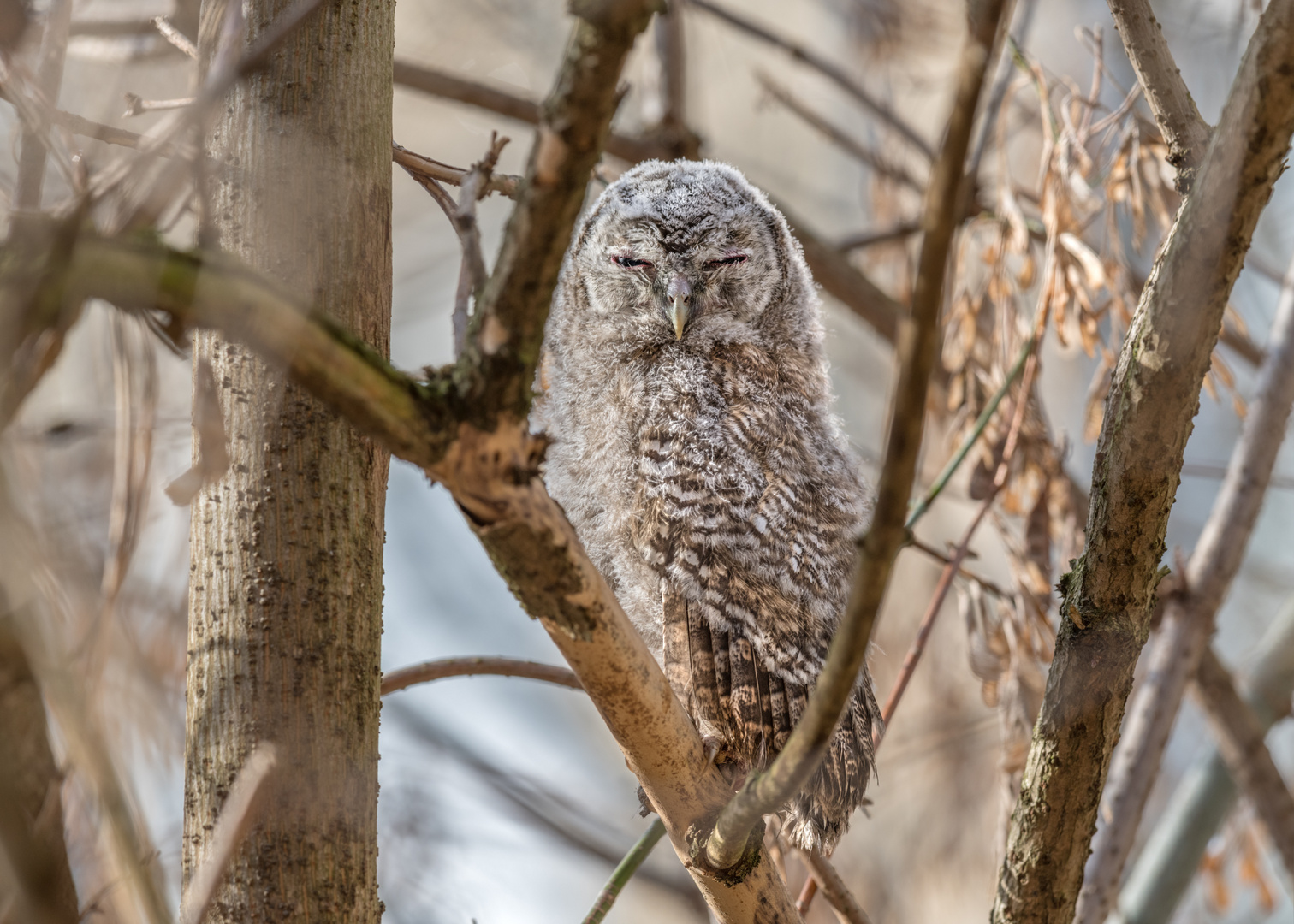 Waldkauz (Strix aluco)