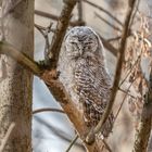 Waldkauz (Strix aluco)