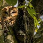 Waldkauz (Strix aluco)