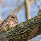 Waldkauz (Strix aluco)