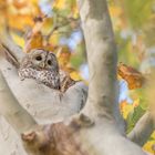 Waldkauz (Strix aluco)