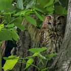  Waldkauz (Strix aluco)  