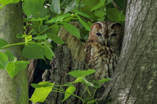  Waldkauz (Strix aluco)  