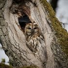 Waldkauz - Strix aluco