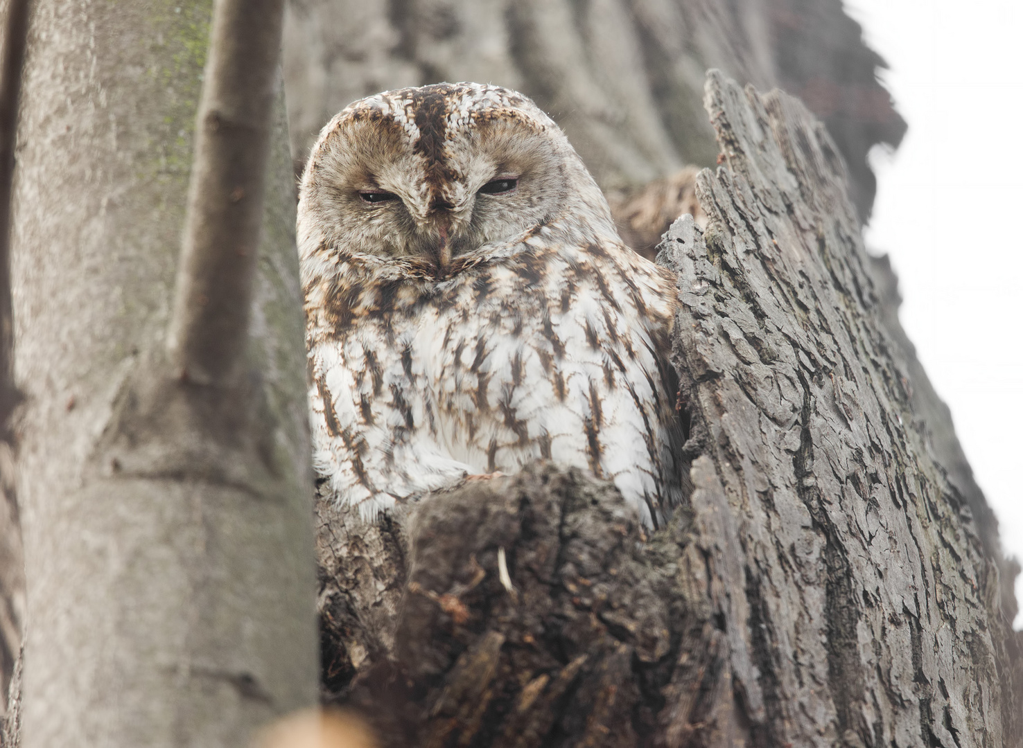 Waldkauz (Strix aluco)