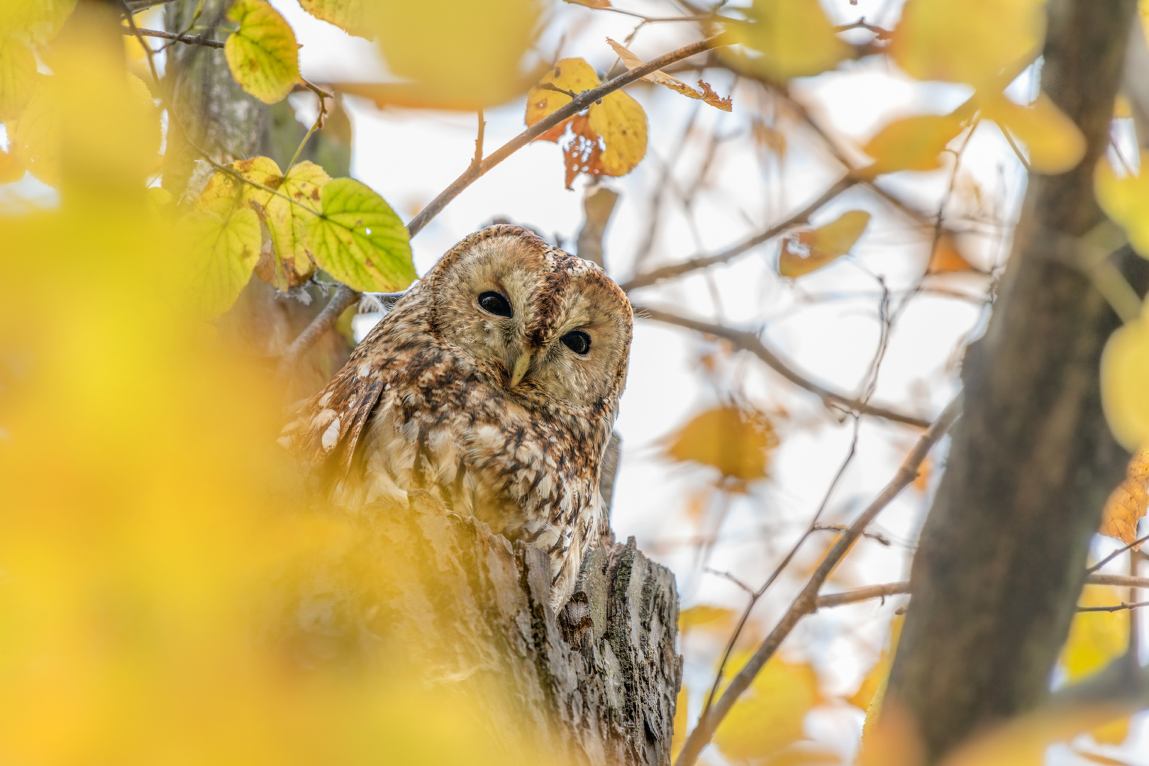 Waldkauz (Strix aluco)