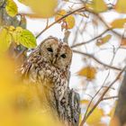 Waldkauz (Strix aluco)