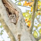 Waldkauz (Strix aluco)