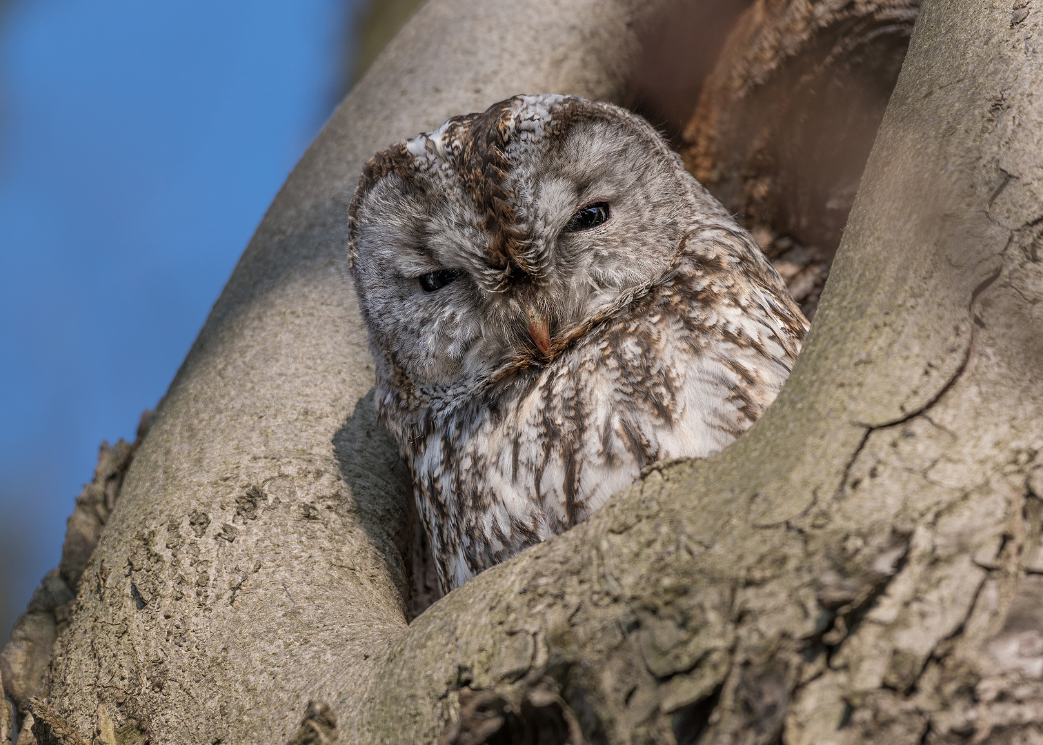 Waldkauz (Strix aluco)