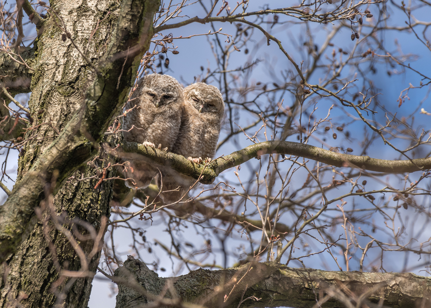 Waldkauz (Strix aluco)