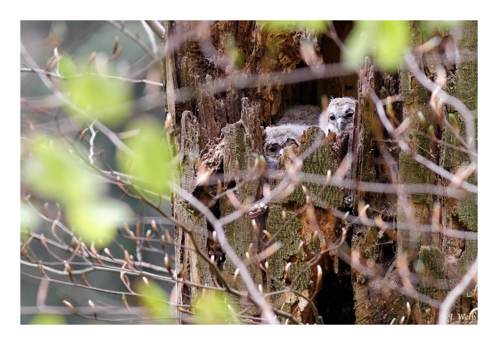 Waldkauz (Strix aluco)