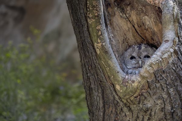  Waldkauz (Strix aluco)