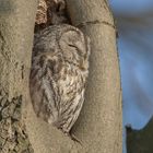 Waldkauz (Strix aluco)